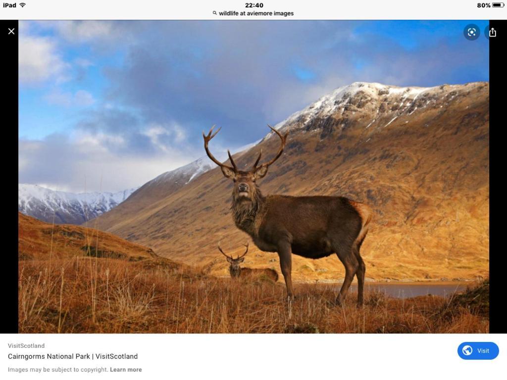 The Monarch Lodge ,Aviemore Holiday Park エクステリア 写真